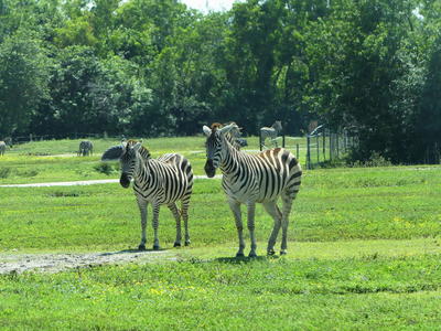 Common Zebra #5