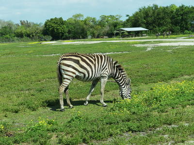 Common Zebra #6