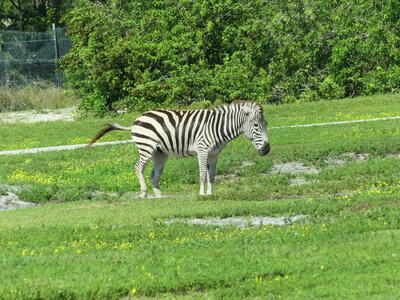 Common Zebra #7