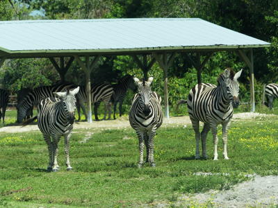 Common Zebra #8