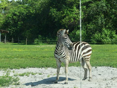 Common Zebra #9