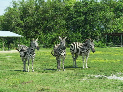Common Zebra #10