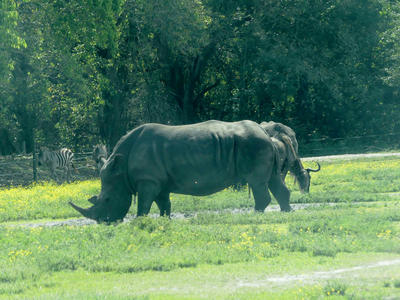Southern White Rhinoceros #13