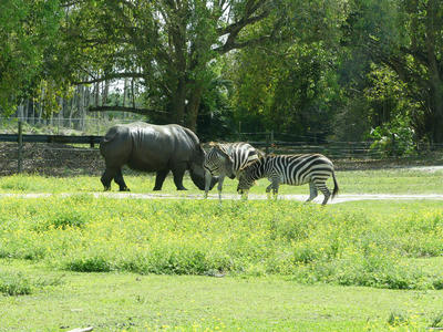 Southern White Rhinoceros and Common Zebra #2