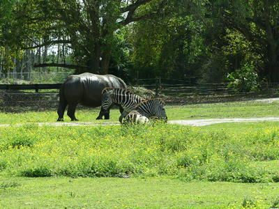 Southern White Rhinoceros and Common Zebra #4