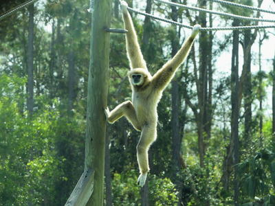 White-Handed Gibbon #4