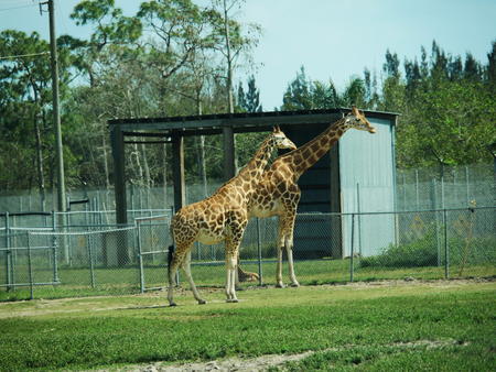 Giraffes #7