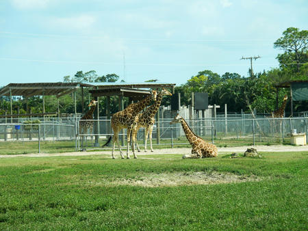Giraffes #8