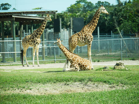 Giraffes #10