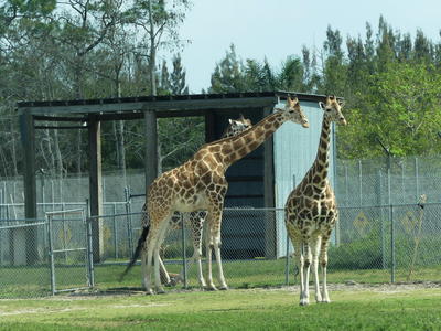 Giraffes #11