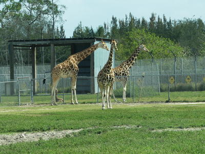 Giraffes #13