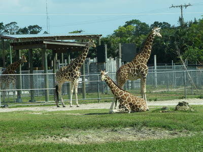 Giraffes #14