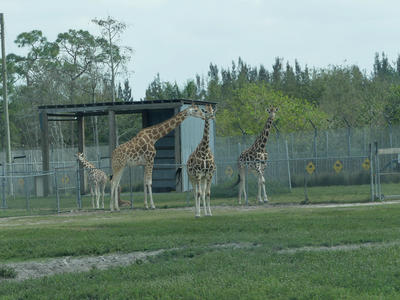 Giraffes #15