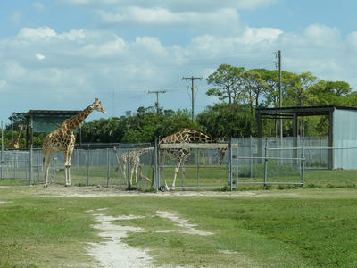 Giraffes #16