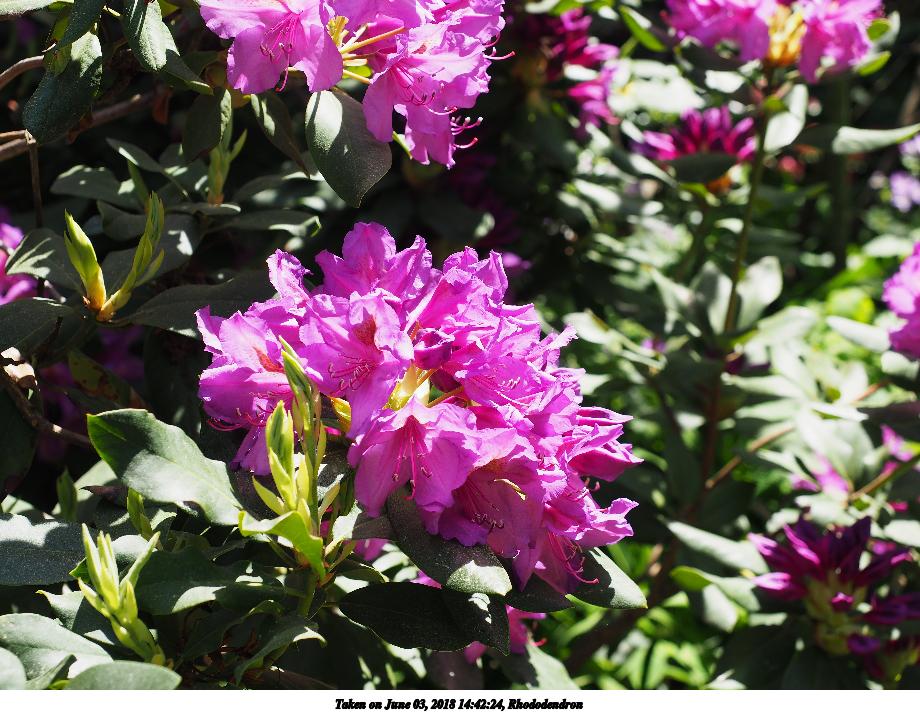 Rhododendron #3