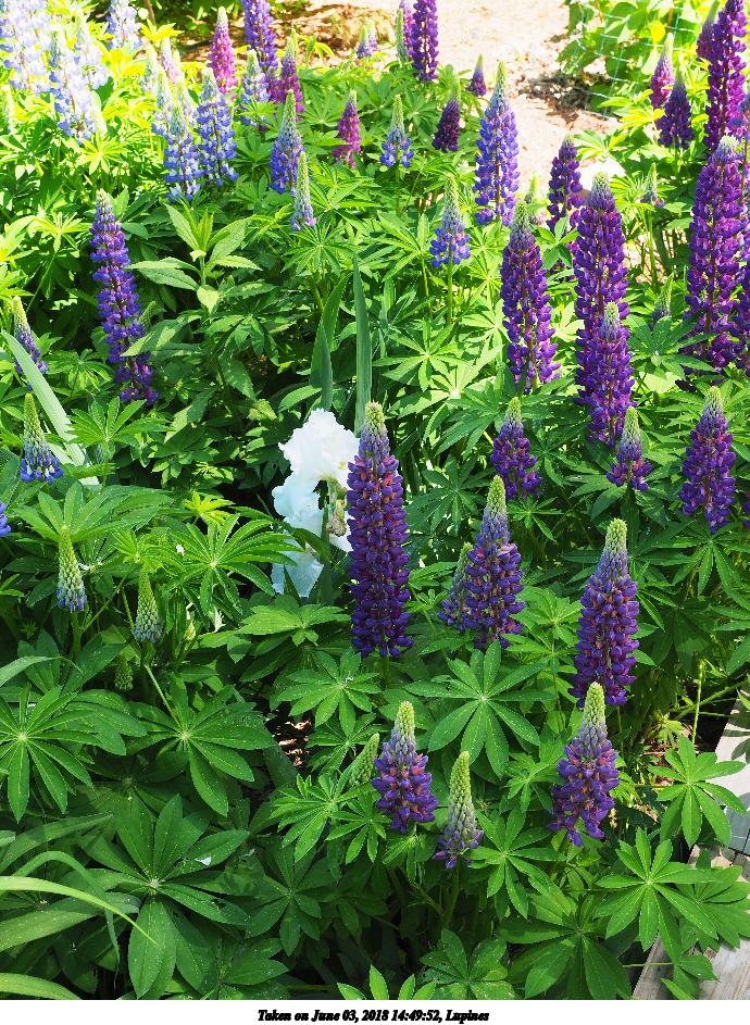 Lupines #2