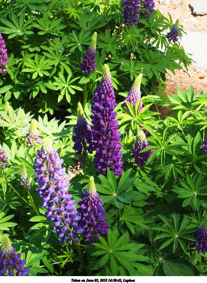 Lupines #4