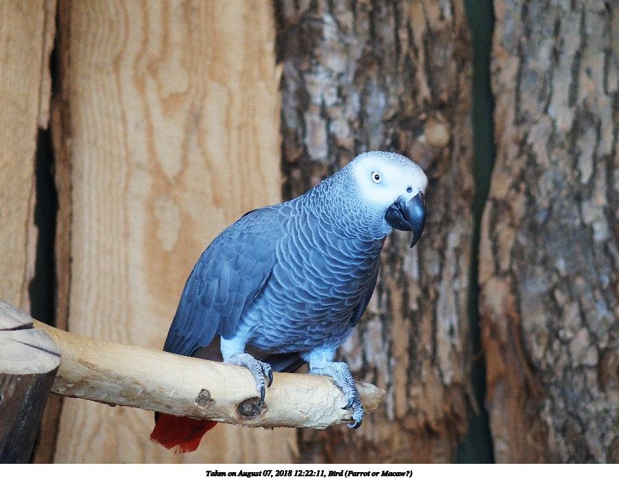 Bird (Parrot or Macaw?)