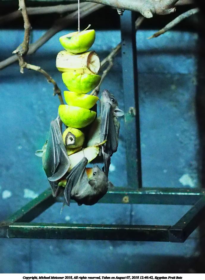 Egyptian Fruit Bats #2