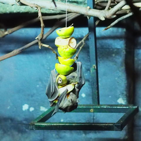 Egyptian Fruit Bats
