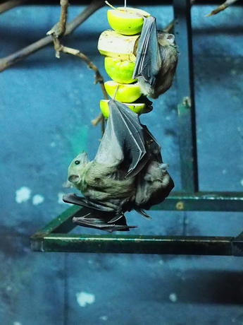Egyptian Fruit Bats #4
