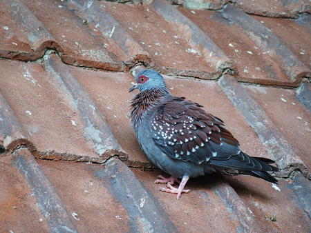 Speckled Pigeon #2