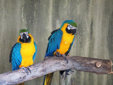 Blue and Gold Macaw #2