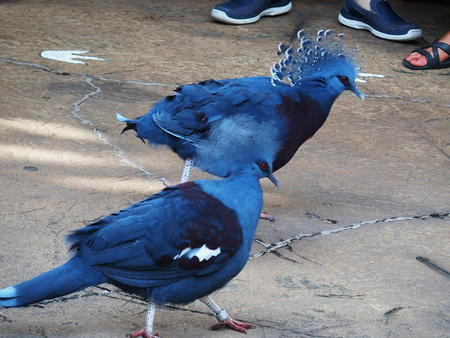 Victoria Crowned Pigeon #2