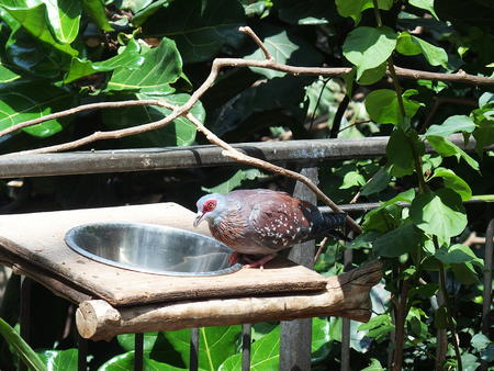 Speckled Pigeon #3