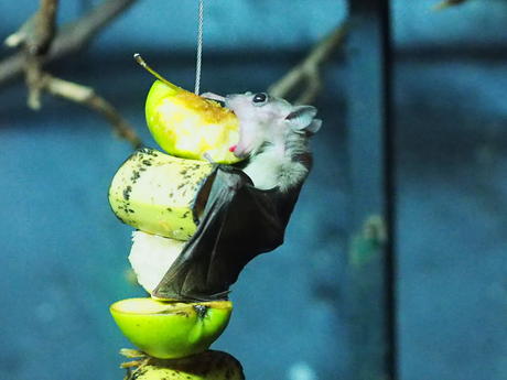Egyptian Fruit Bats #6