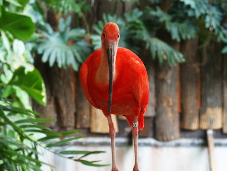 Scarlet Ibis #2