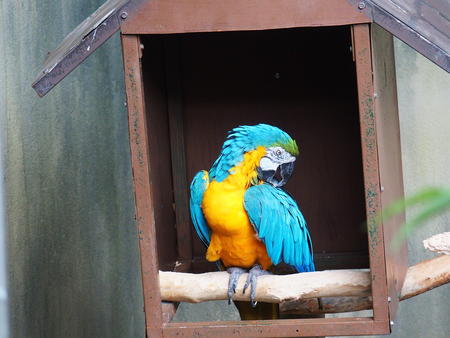 Blue and Gold Macaw #3