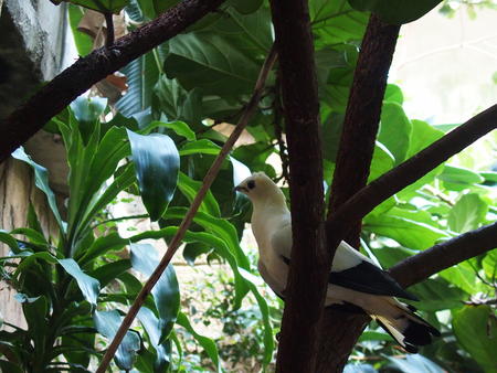 Pied Imperial Pigeon #2