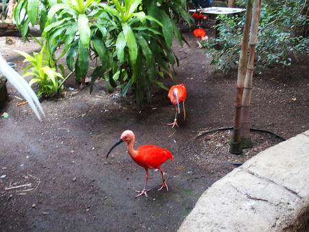 Scarlet Ibis #3