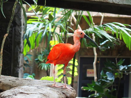 Scarlet Ibis #4