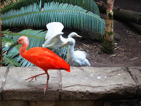 Scarlet Ibis and Cattle Egrets