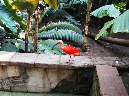 Scarlet Ibis #5