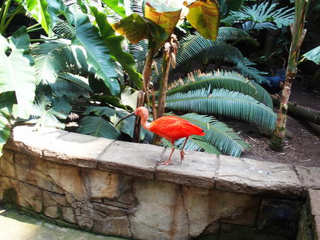 Scarlet Ibis #6