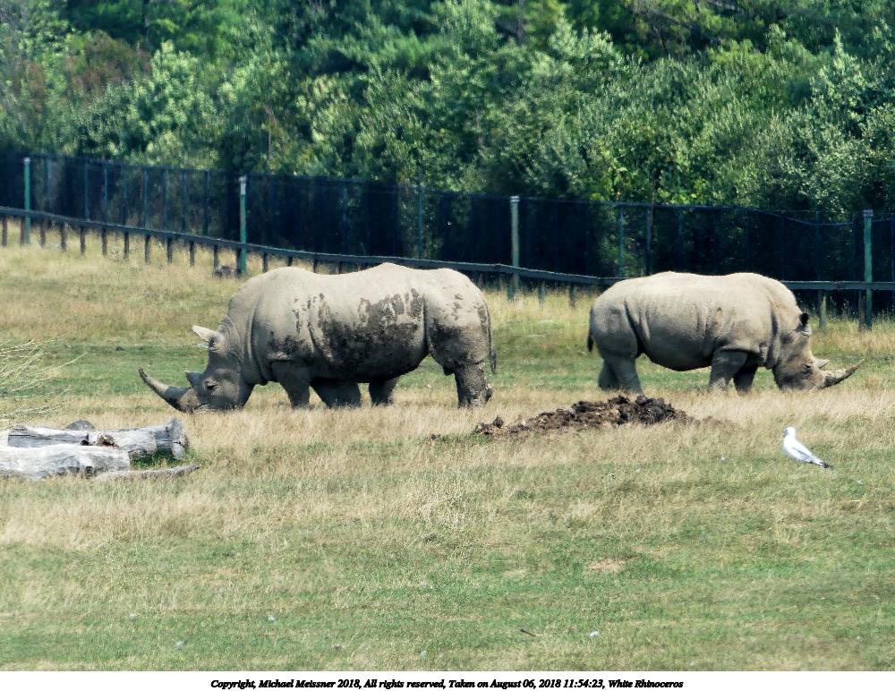 White Rhinoceros #3