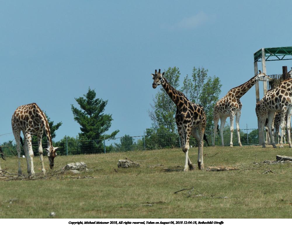 Rothschild Giraffe #2