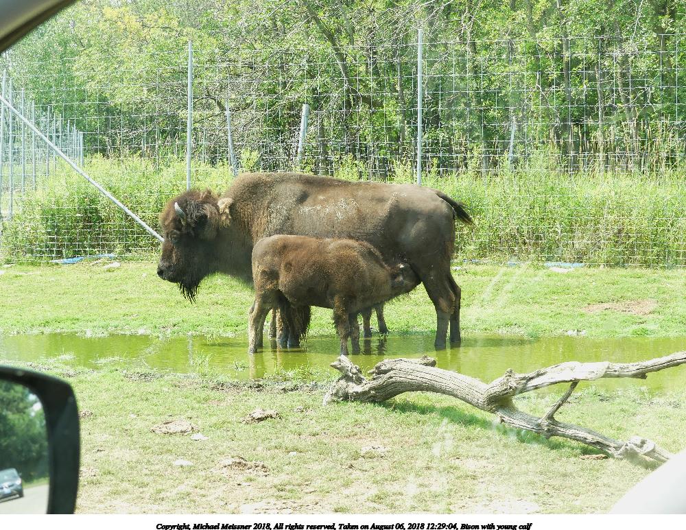Bison with young calf #5