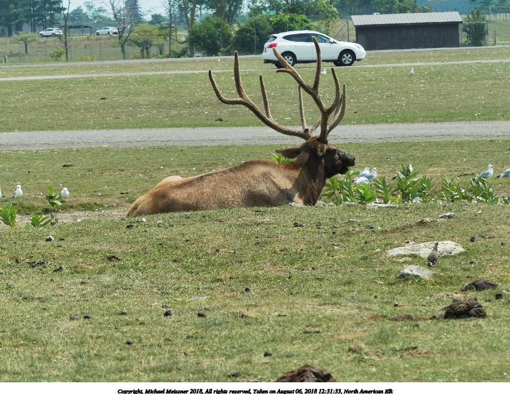North American Elk #9