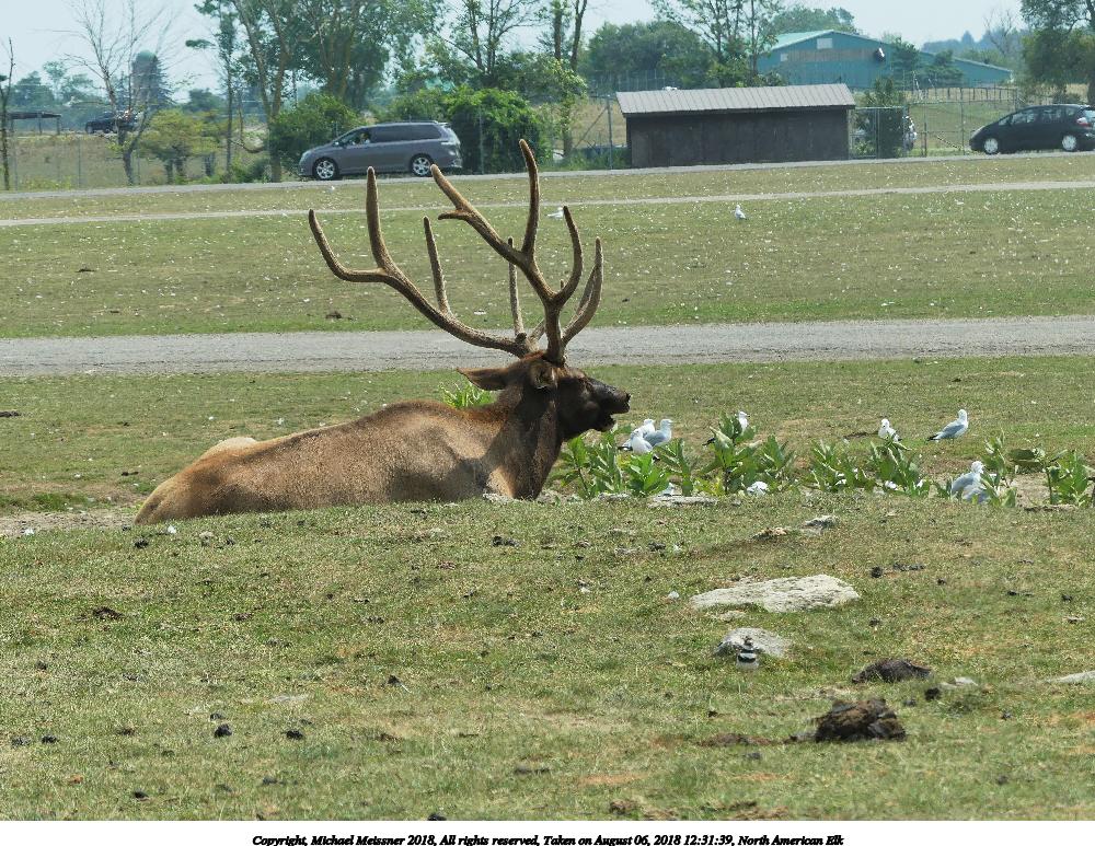 North American Elk #10