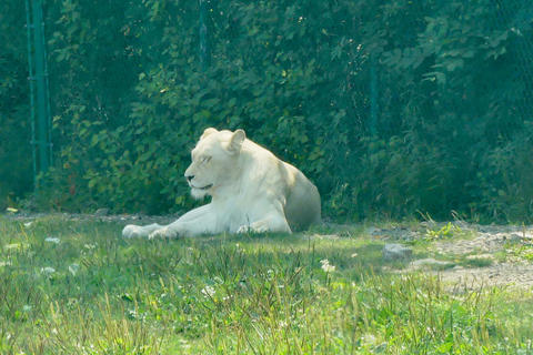 White Lion #3
