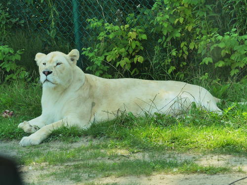 White Lion #4