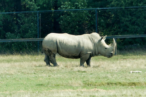 White Rhinoceros #2