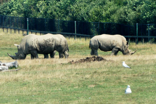 White Rhinoceros #4