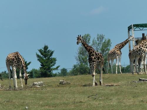 Rothschild Giraffe #2
