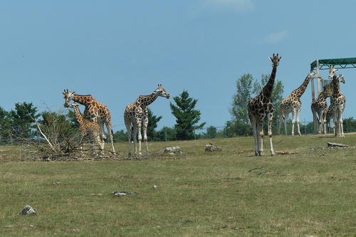 Rothschild Giraffe #3
