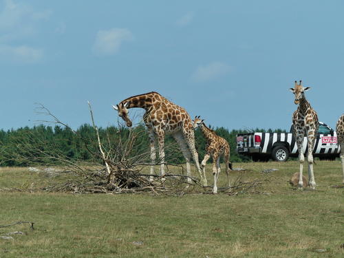 Rothschild Giraffe #5